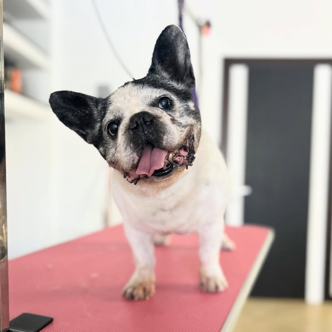 Bulldog francese in toelettatura
