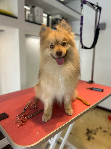 Cane in toelettatura