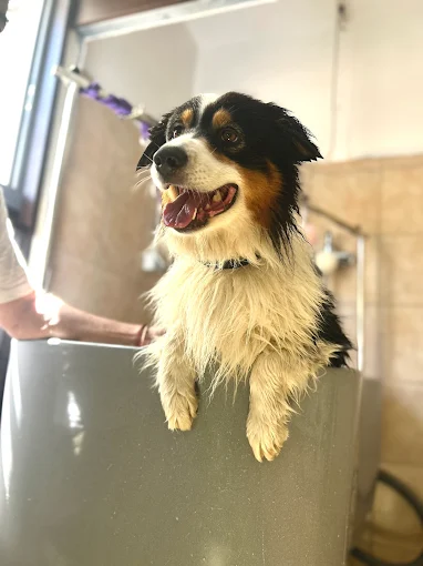 Cane tricolore dopo il bagno