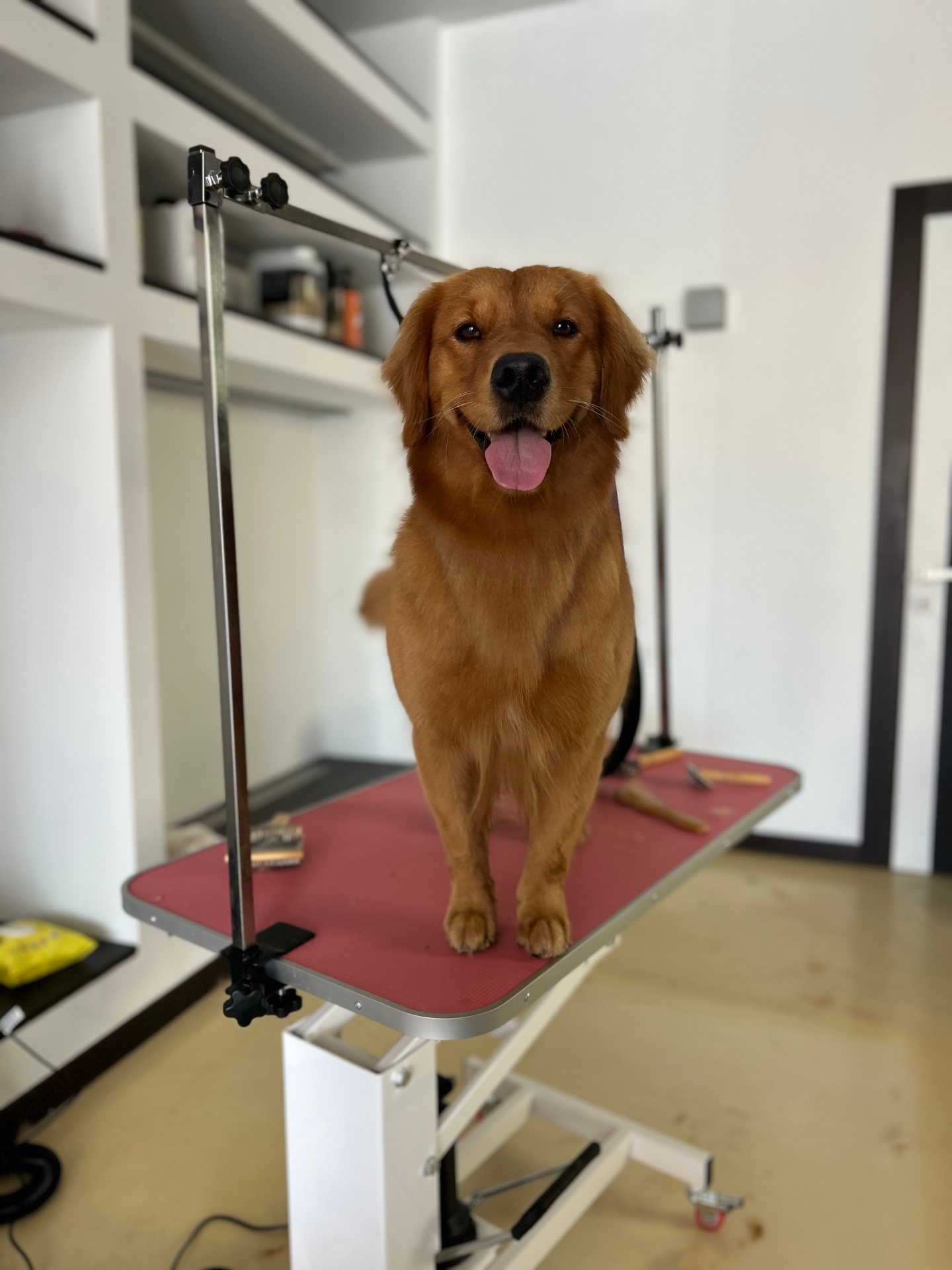 Cane felice dopo la toelettatura da Bau Lab